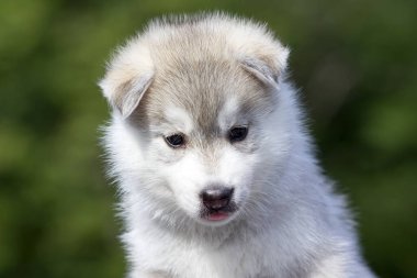 Sibirya Husky köpeği dışarıda.
