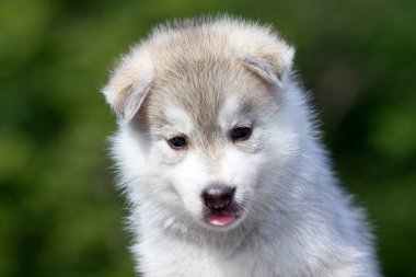 Sibirya Husky köpeği dışarıda.