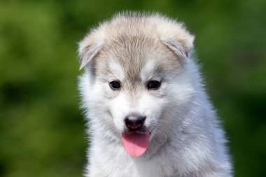 Sibirya Husky köpeği dışarıda.