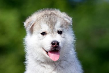 Sibirya Husky köpeği dışarıda.