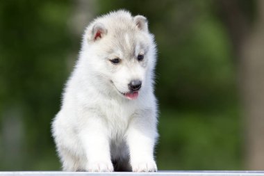 Sibirya Husky köpeği dışarıda.