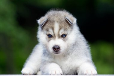 Sibirya Husky köpeği dışarıda.