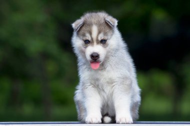 Sibirya Husky köpeği dışarıda.