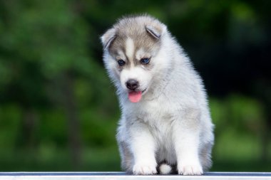 Sibirya Husky köpeği dışarıda.