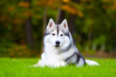 tapılası Sibirya köpeği açık havada.
