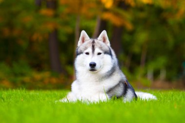 tapılası Sibirya köpeği açık havada.
