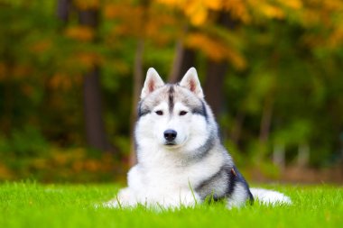 tapılası Sibirya köpeği açık havada.