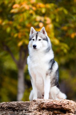 tapılası Sibirya köpeği açık havada.