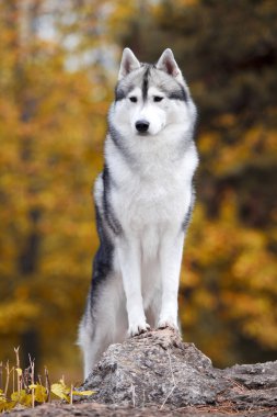 tapılası Sibirya köpeği açık havada.