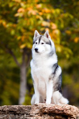 tapılası Sibirya köpeği açık havada.