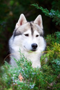 tapılası Sibirya köpeği açık havada.