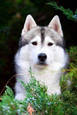 tapılası Sibirya köpeği açık havada.