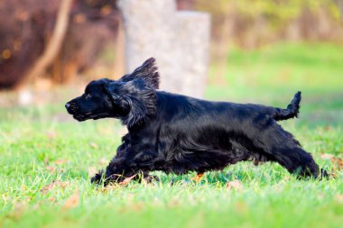 Siyah cocker spanyel açık havada