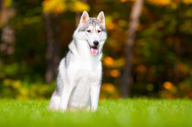 tapılası Sibirya köpeği açık havada.