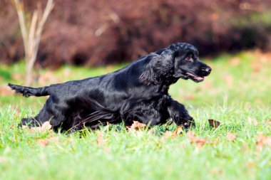 Siyah cocker spanyel açık havada