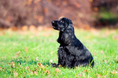 Siyah cocker spanyel açık havada