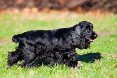 Siyah cocker spanyel açık havada
