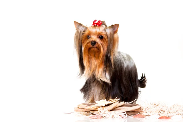 Zbliżenie Yorkshire Terrier Kryty Portret — Zdjęcie stockowe