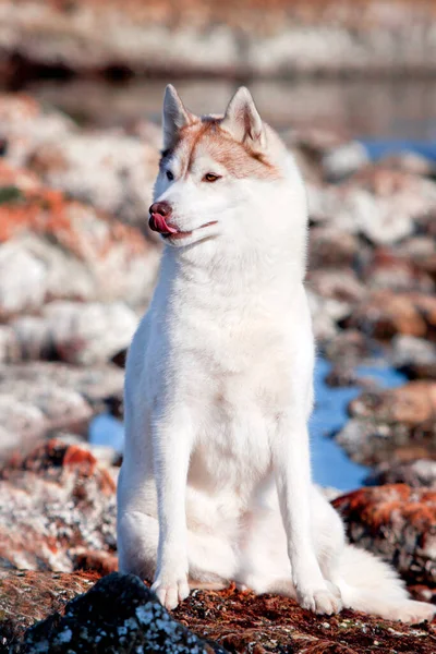 Imádnivaló Szibériai Husky Kutya Szabadban — Stock Fotó