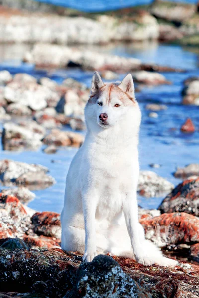 Adorable Chien Husky Sibérien Extérieur — Photo