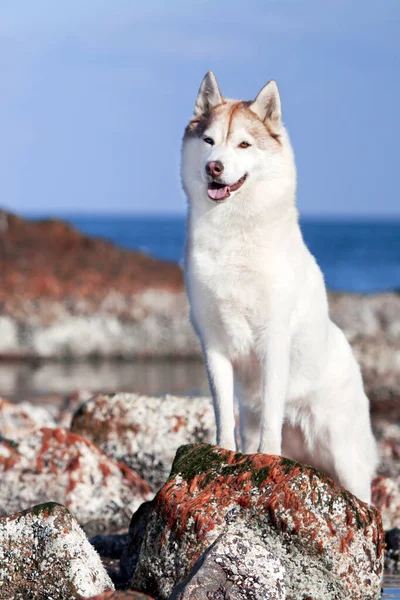 Adorable Perro Husky Siberiano Aire Libre —  Fotos de Stock