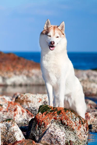 Rozkošný Sibiřský Husky Pes Venku — Stock fotografie