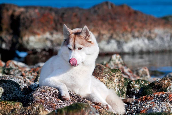 Adorable Perro Husky Siberiano Aire Libre —  Fotos de Stock