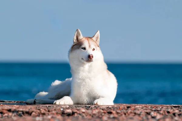 Bedårande Sibirisk Husky Hund Utomhus — Stockfoto