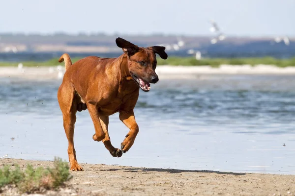 야외에서 헝가리어 Vizsla 강아지 — 스톡 사진