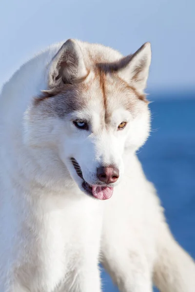 Entzückender Sibirischer Husky Hund Freien — Stockfoto