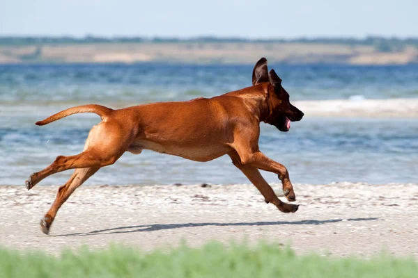 Ungarischer Vizsla Hund Freien — Stockfoto