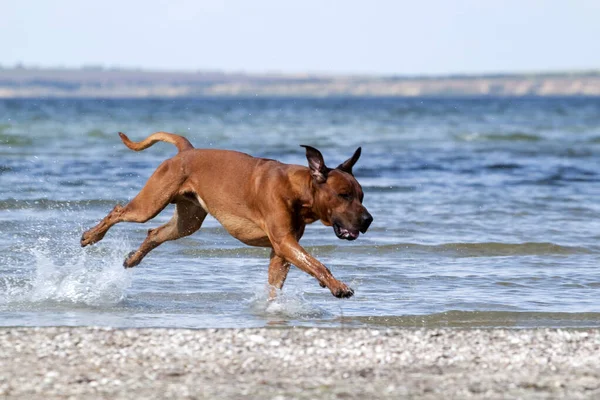 Ungarischer Vizsla Hund Freien — Stockfoto