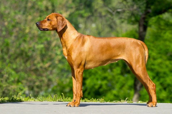 Угорський Vizsla Собака Відкритому Повітрі — стокове фото