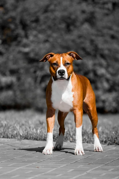 American Staffordshire Terrier Hond Buiten — Stockfoto