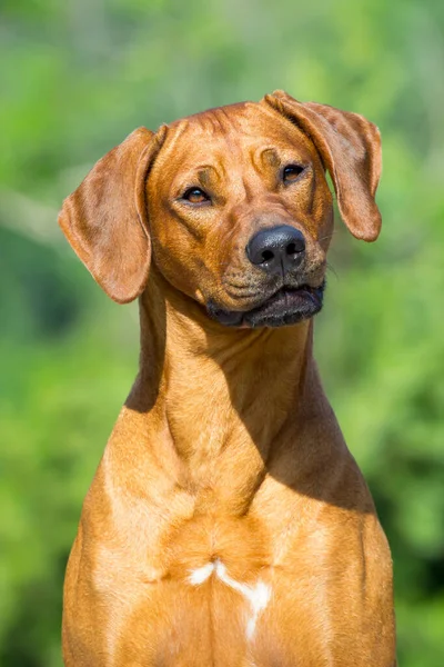 Hongaarse Vizsla Hond Buiten — Stockfoto