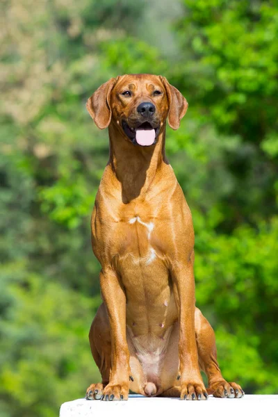 Угорський Vizsla Собака Відкритому Повітрі — стокове фото