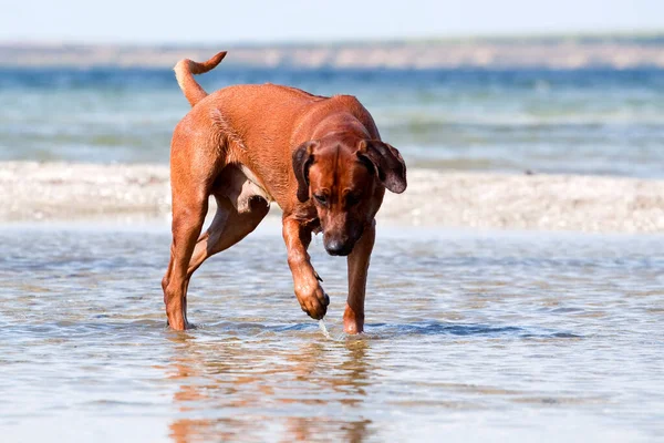 Угорський Vizsla Собака Відкритому Повітрі — стокове фото