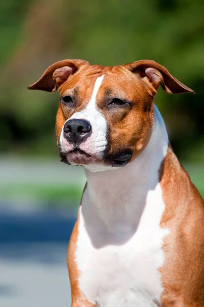 American Staffordshire Terrier Hund Freien — Stockfoto