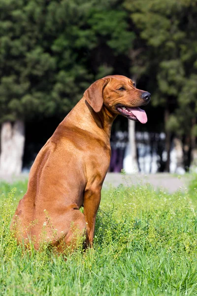 야외에서 헝가리어 Vizsla 강아지 — 스톡 사진