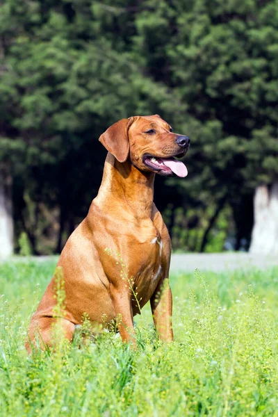 Ungerska Hundvalp Sittande Hund Utomhus — Stockfoto