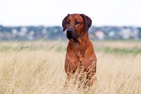 Hungarian Vizsla Dog Outdoors — Stock Photo, Image