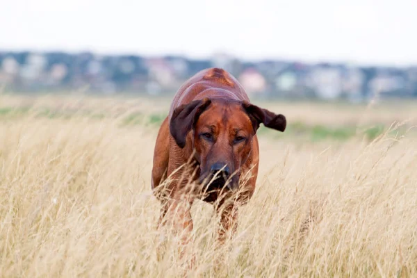 Угорський Vizsla Собака Відкритому Повітрі — стокове фото