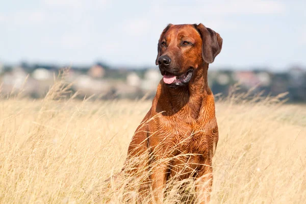 Ungerska Hundvalp Sittande Hund Utomhus — Stockfoto