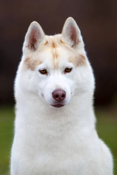 Αξιολάτρευτο Σκυλί Husky Σιβηρίας Εξωτερικούς Χώρους — Φωτογραφία Αρχείου