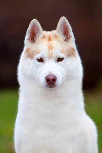 Adorable Perro Husky Siberiano Aire Libre —  Fotos de Stock