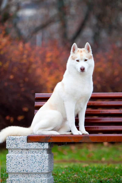 Bedårande Sibirisk Husky Hund Utomhus — Stockfoto