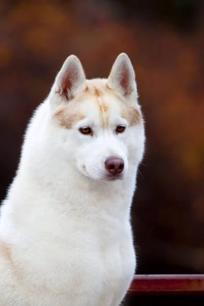 Schattige Siberische Husky Hond Buiten — Stockfoto