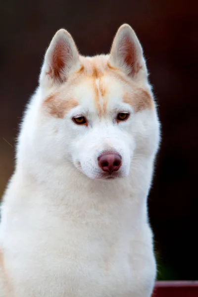 Tapılası Sibirya Köpeği Açık Havada — Stok fotoğraf