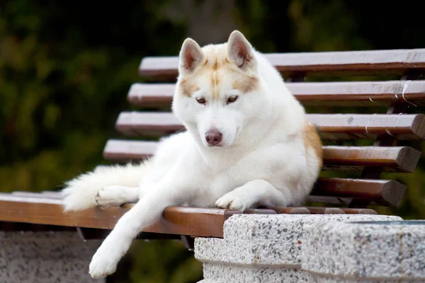 Adorable Siberian Husky Dog Outdoors — Stock Photo, Image