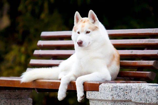 Entzückender Sibirischer Husky Hund Freien — Stockfoto